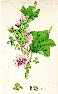 Lavatera Arborea
drawing